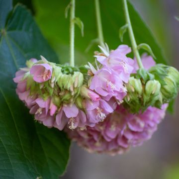Phymosia umbellata 