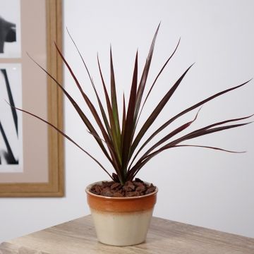 Dracaena Magenta - Dragonnier de Madagascar