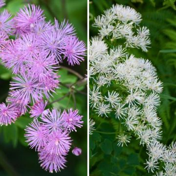 Duo Nature - Duo de Rosier et Penstemons