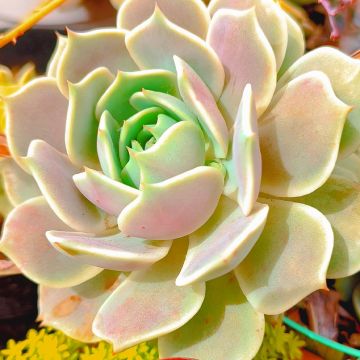 Echeveria lilacina