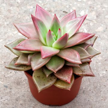 Echeveria Mars Galaxy