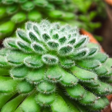 Echeveria derenbergii 