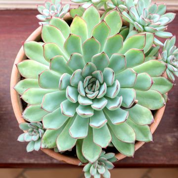 Echeveria lilacina