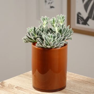 Echeveria setosa