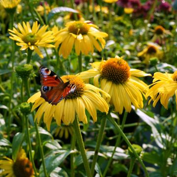Echinacea purpurea Daydream - Rudbeckia pourpre