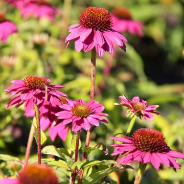 Echinacea purpurea Leuchtstern - Echinacée