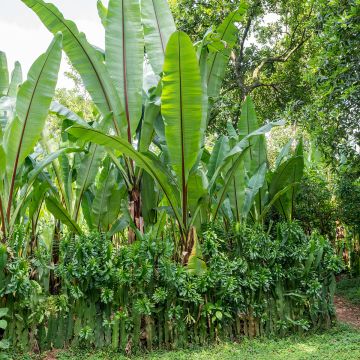 Ensete ventricosum Maurelii - Bananier rouge d'Abyssinie