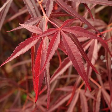 Erable du Japon - Acer palmatum Red Pygmy