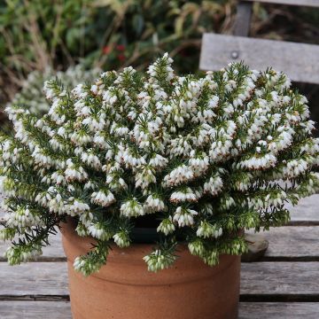 Erica carnea Golden Starlet - Bruyère des neiges blanche