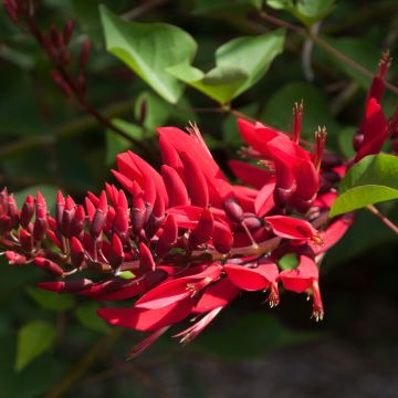 Erythrina x Bidwilli - Erythrine rouge