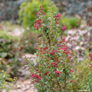 Escallonia rubra Crimson Spire