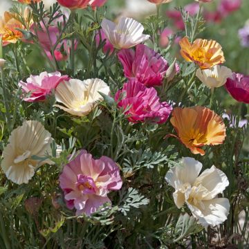 Graines de Pavot de Californie Apricot Flambeau - Eschscholzia californica
