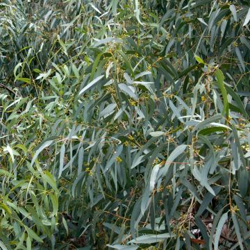 Eucalyptus paliformis - Eucalyptus de Wadbilliga