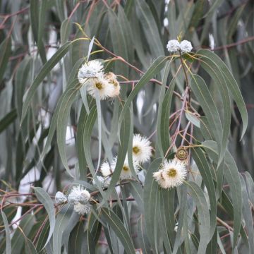 Eucalyptus urnigera x archeri hybrid Milligan - Gommier alpin hybride