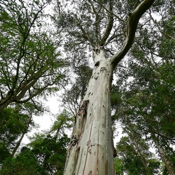 Graines d'Eucalyptus regnans