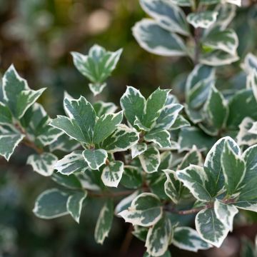 Euonymus fortunei Emerald Gaiety, Fusain