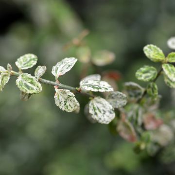 Euonymus fortunei Silverstone - Fusain persistant