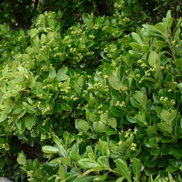 Euonymus japonicus - Fusain du Japon