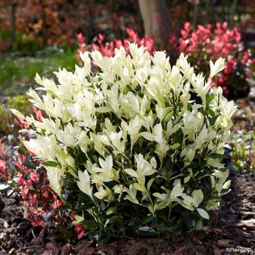 Euonymus japonicus Bravo - Fusain du Japon panaché.