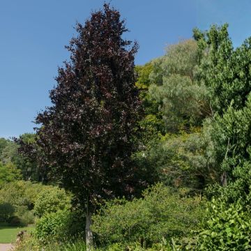 Fagus sylvatica Dawyck Purple - Hêtre fastigié pourpre