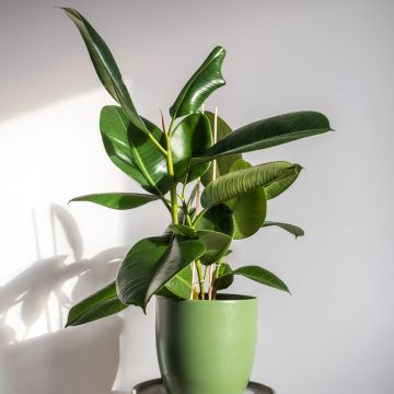 Ficus Robusta - Caoutchouc