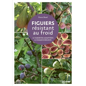 Figuiers résistants au froid 