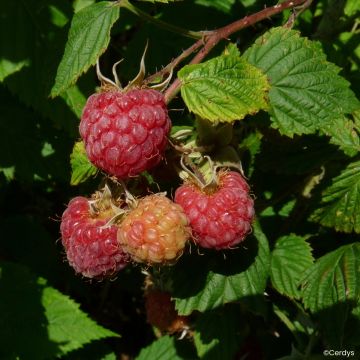 Framboisier Lulu la Sucrée (non remontant)