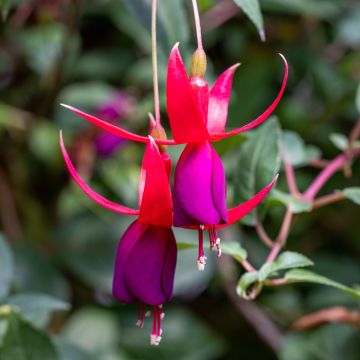 Fuchsia semi-retombant Bella Diana