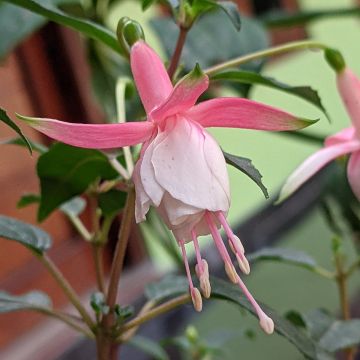 Fuchsia Bella Sacha