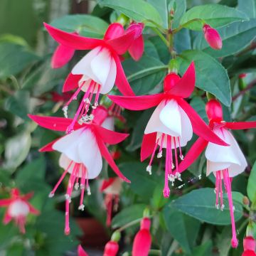 Fuchsia Bella Sacha