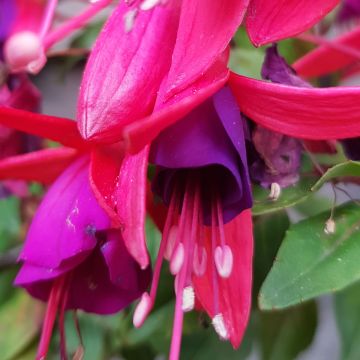 Fuchsia Bella Sacha
