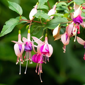 Fuchsia Bella Sacha
