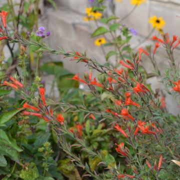 Zauschneria californica - Fushia de Californie