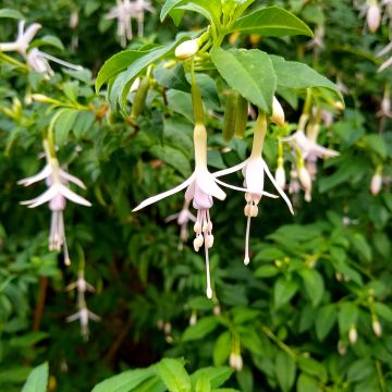 Fuchsia magellanica var. molinae