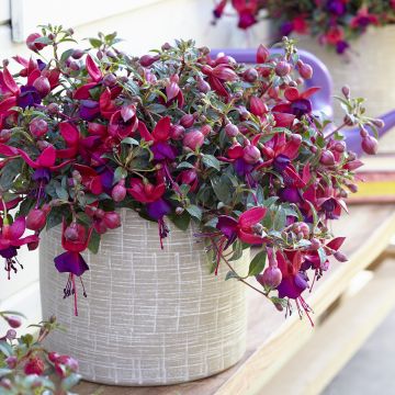 Fuchsia semi-retombant Bella Lydia