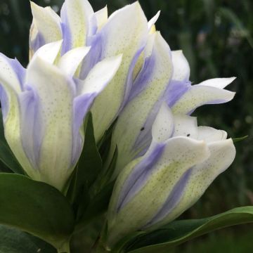 Gentiane Royal Stripes - Gentiana scabra