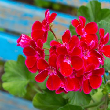 Géranium droit Flower Fairy Velvet - Pelargonium zonale