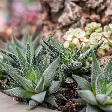 Gasteria D. Delta