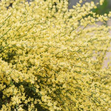 Genêt précoce - Cytisus x praecox