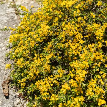 Genista pilosa Vancouver Gold - Genêt poilu