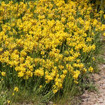 Genista sagittalis, Genêt