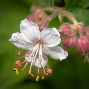 Géranium vivace macrorrhizum Spessart