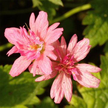 Geranium vivace oxonianum Southcombe Double - Géranium vivace rose vif, double.