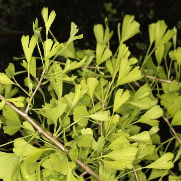 Ginkgo biloba Chotek - Arbre aux quarante écus