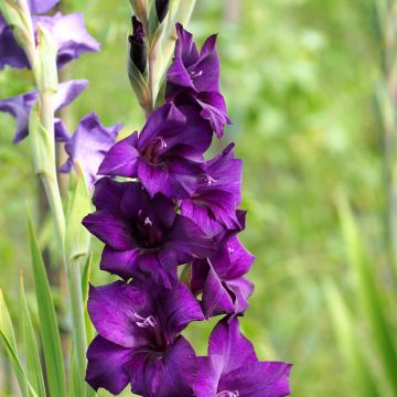 Glaïeul ou Gladiolus Break of Dawn