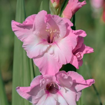 Glaïeul ou Gladiolus Break of Dawn