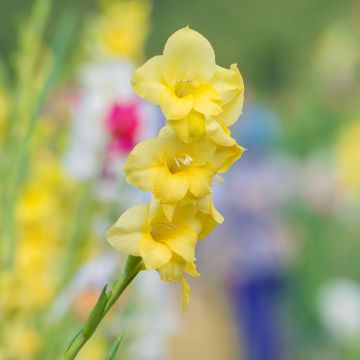 Glaïeul ou Gladiolus Break of Dawn