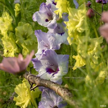 Glaïeul ou Gladiolus Break of Dawn