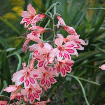 Glaïeul nain rose saumon - Gladiolus nanus Nathalie