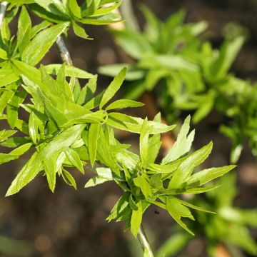 Févier d'Amérique - Gleditsia triacanthos Elegantissima